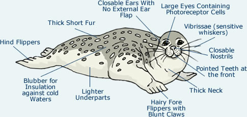 seal seals anatomy harp leopard body animals adaptations animal diagrams diagram fur structural science marine arctic morphology habitat environment characteristics